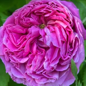 Meet your Posher, Lyla